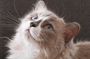 ragdoll lang haar