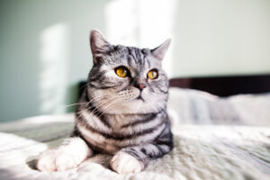 Kat