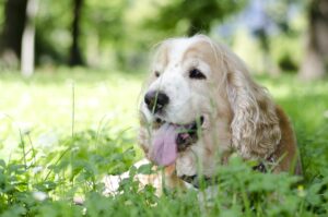 Lentekriebels honden