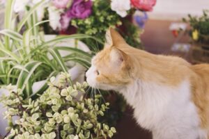 lentekriebels katten